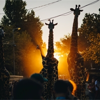 Festival report: Sziget 2025